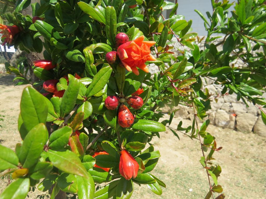 Camping Fiori Di โนโต ภายนอก รูปภาพ